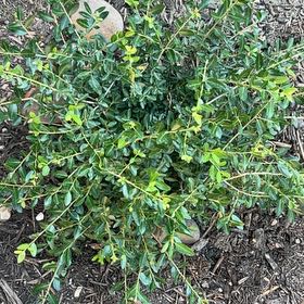 Photo of the plant species Dwarf Yaupon Holly by @ModelWatermelon named Bieber on Greg, the plant care app