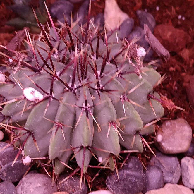 Photo of the plant species Notocactus buiningii by @Succulentbuddy named Hephaestus on Greg, the plant care app
