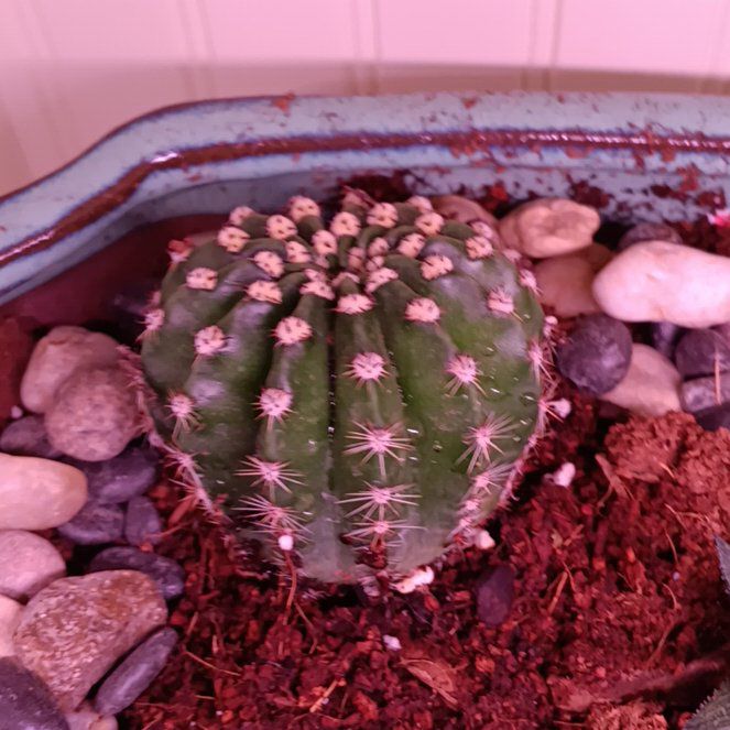 Photo of the plant species hedgehog cacti by @Succulentbuddy named Nyx on Greg, the plant care app
