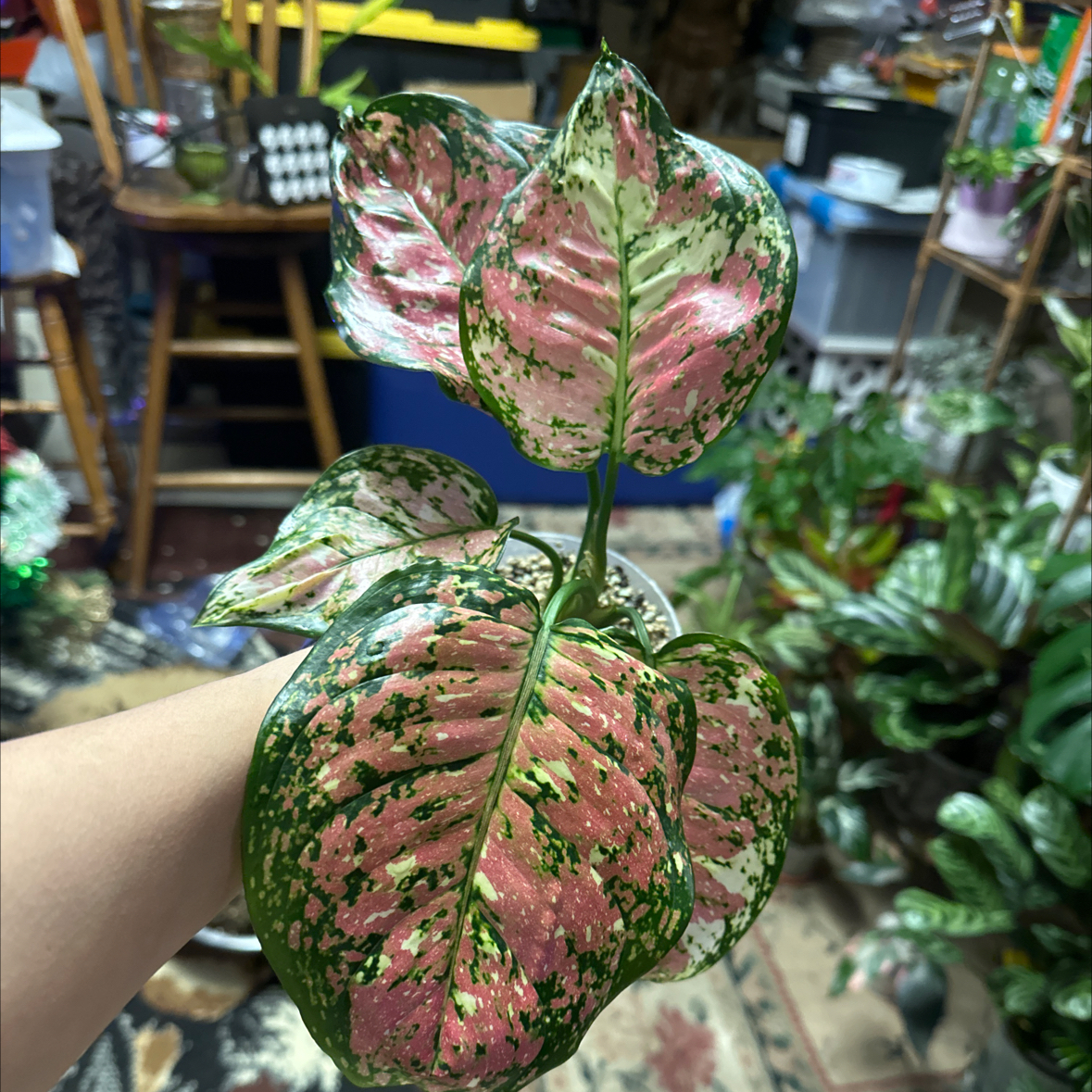 Photo of the plant species Chinese Evergreen by @ImmenseOcotillo named AGLAONEMA TRICOLOR on Greg, the plant care app