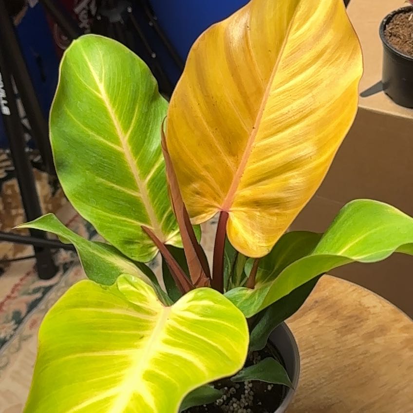 Captain Plant-it