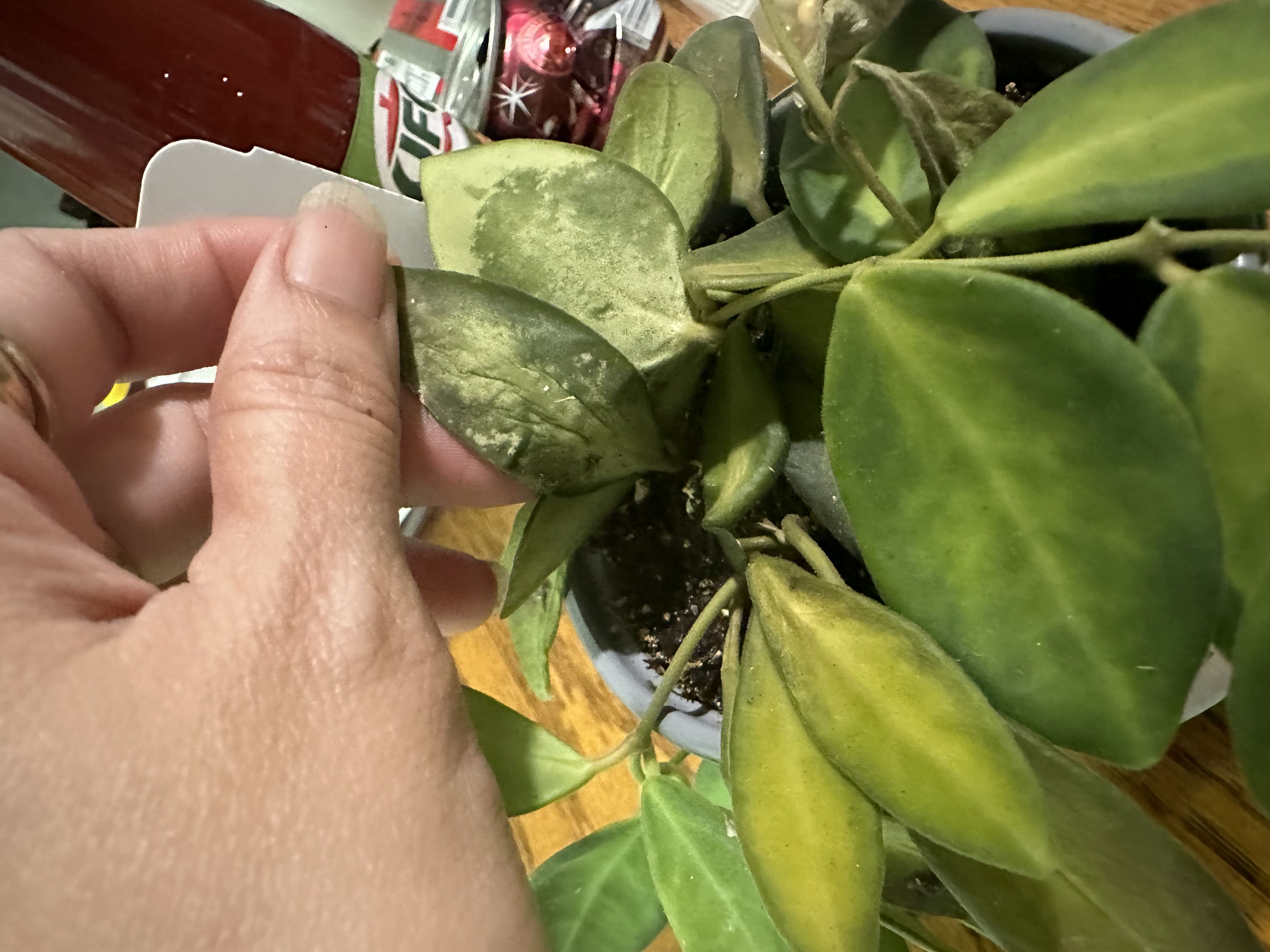Photo from the post