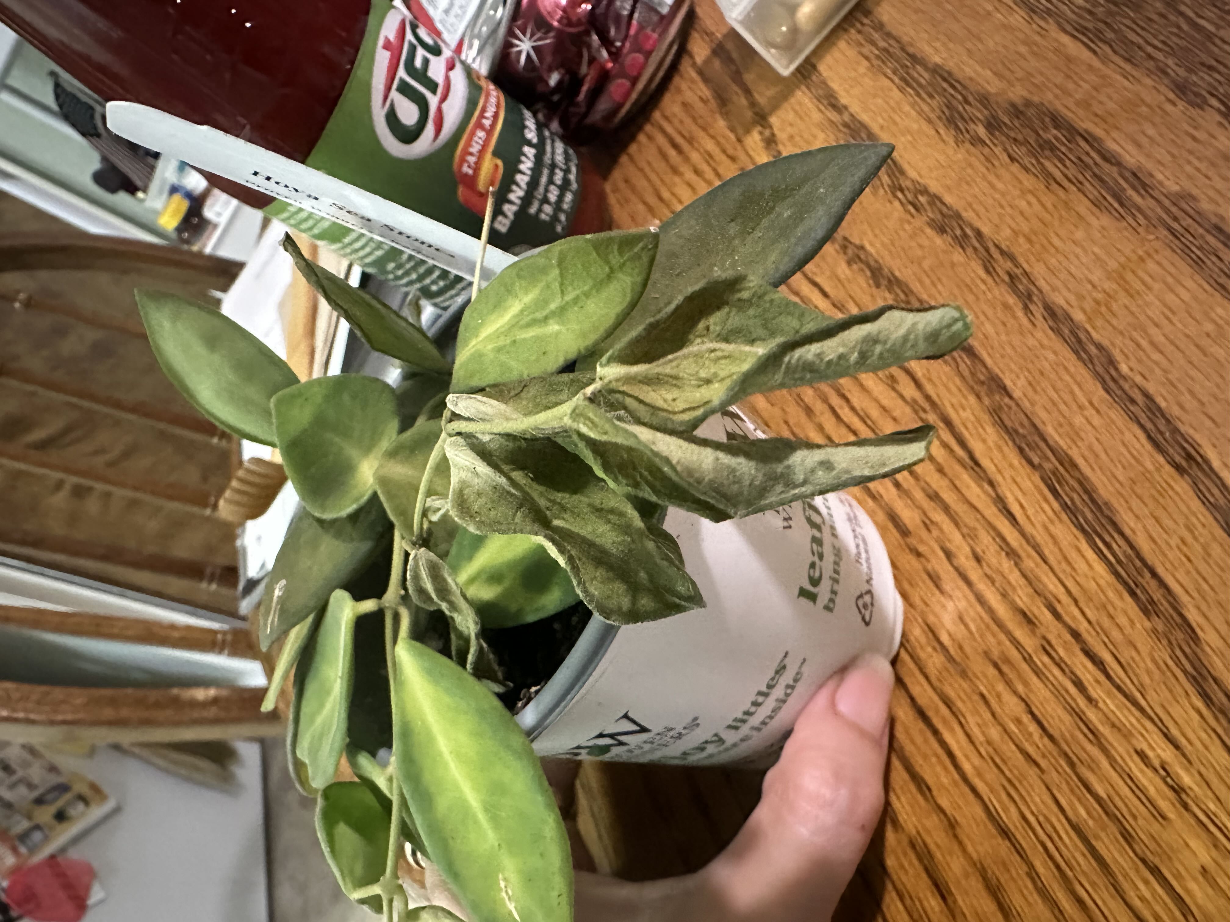 Photo from the post