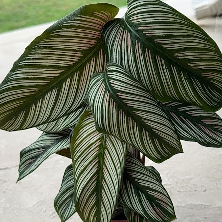Photo of the plant species White Star by @ImmenseOcotillo named WHITE STAR on Greg, the plant care app