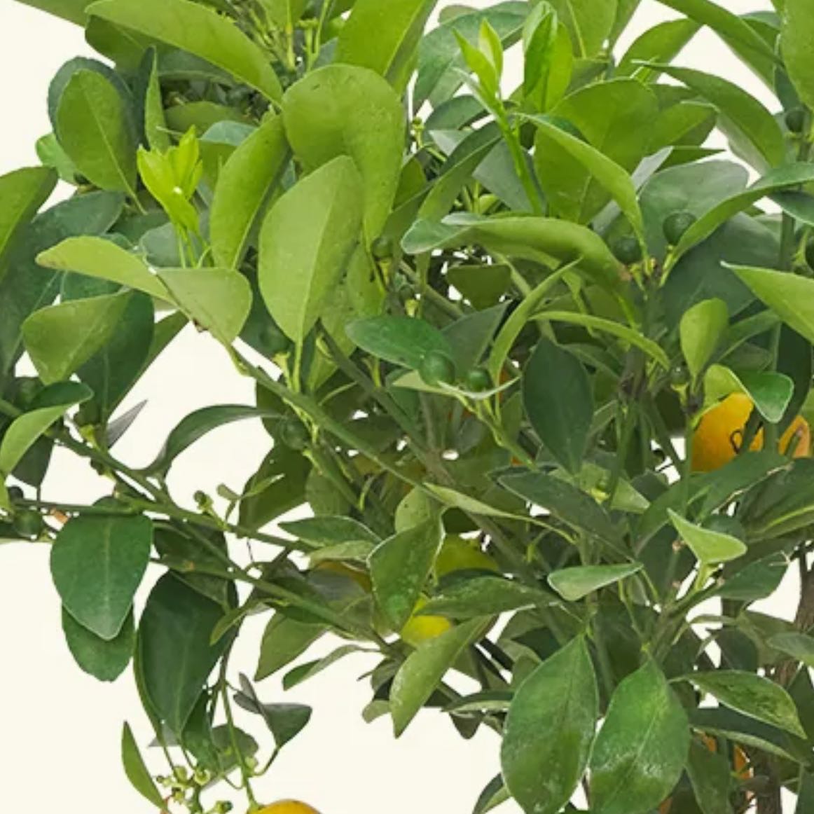 Photo of the plant species calamondin tree by @ImmenseOcotillo named Darwin on Greg, the plant care app