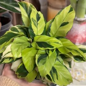 Photo of the plant species Calathea 'Thai Beauty' by @ImmenseOcotillo named Sonora on Greg, the plant care app
