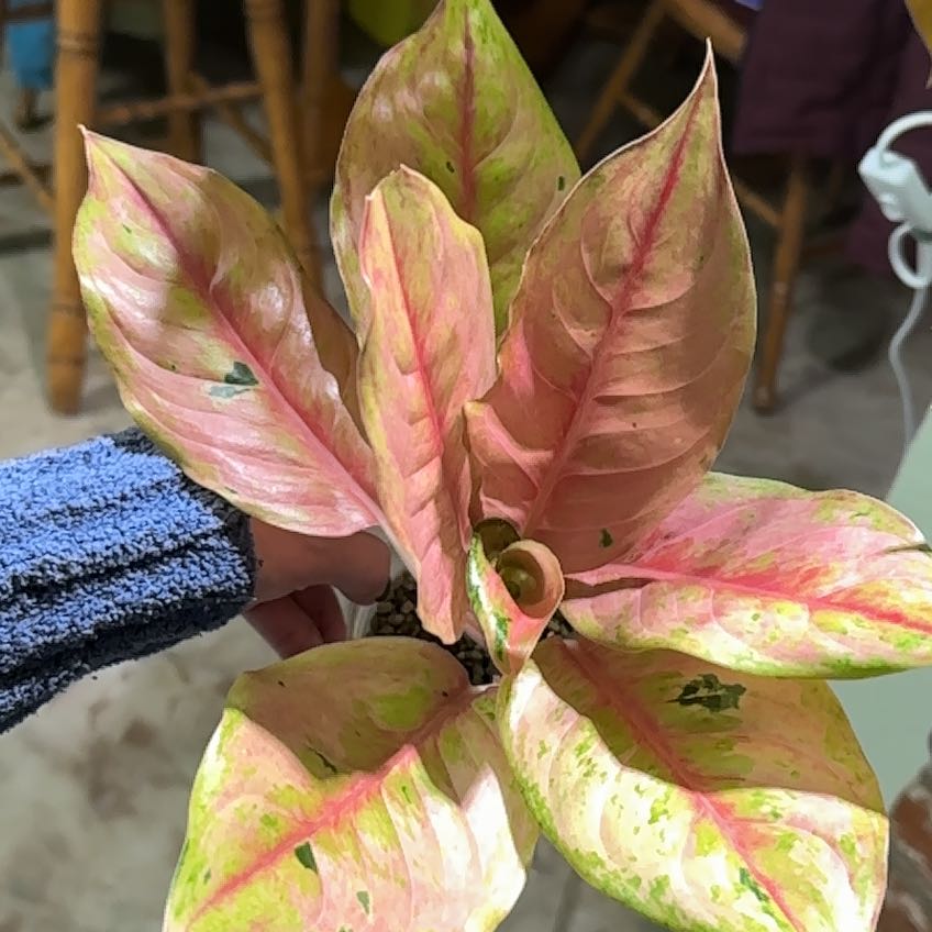 Photo of the plant species Aglaonema Spitfire by @ImmenseOcotillo named Madonna on Greg, the plant care app
