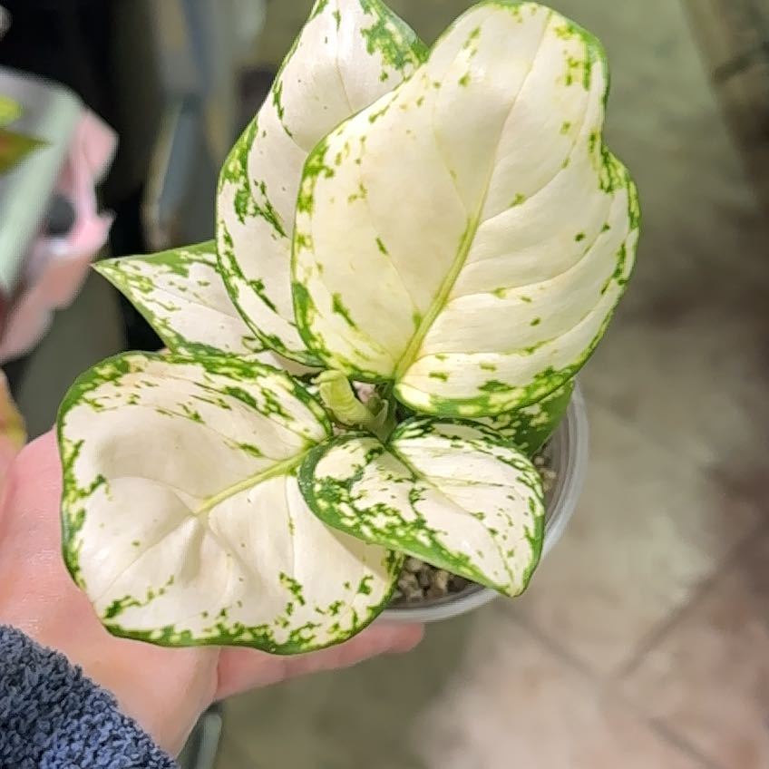 Photo of the plant species Aglaonema 'Super White' by @ImmenseOcotillo named Rosa on Greg, the plant care app