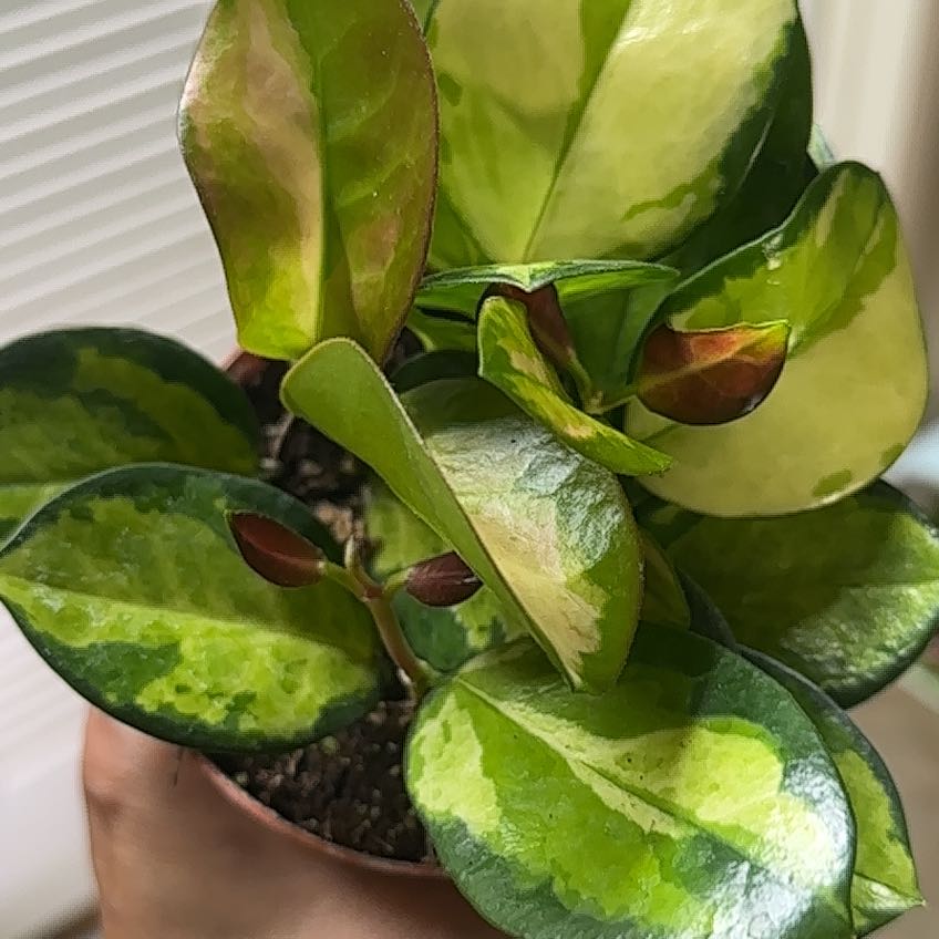 Photo of the plant species Hoya by @ImmenseOcotillo named Winston on Greg, the plant care app