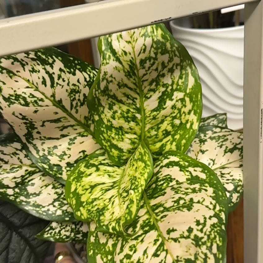 Photo of the plant species Chinese evergreen by @ImmenseOcotillo named Dolores on Greg, the plant care app