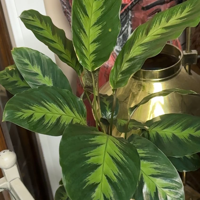 caring for an goeppertia louisae