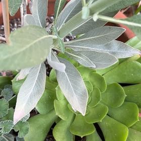 Photo of the plant species White Sage by @GrandeeNapaea named Gates on Greg, the plant care app