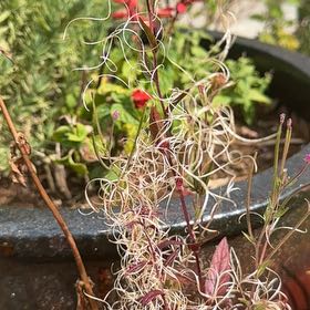 Photo of the plant species Fringed Willowherb by @GrandeeNapaea named Dolores on Greg, the plant care app