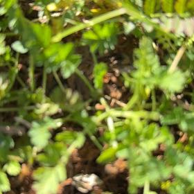 Photo of the plant species Brass Buttons by @GrandeeNapaea named Gobi on Greg, the plant care app