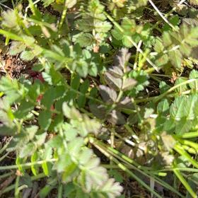 Photo of the plant species Salad Burnet by @GrandeeNapaea named Diana on Greg, the plant care app