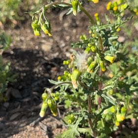 Photo of the plant species Groundsel by @GrandeeNapaea named Gomez on Greg, the plant care app