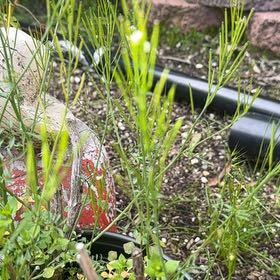 Photo of the plant species Hairy Bittercress by @GrandeeNapaea named Apollo on Greg, the plant care app