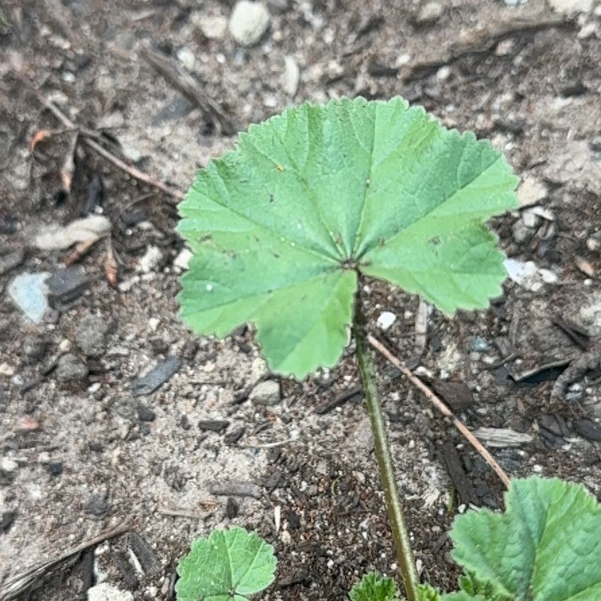 Photo of the plant species Common Mallow by @GrandeeNapaea named LiloStitch on Greg, the plant care app