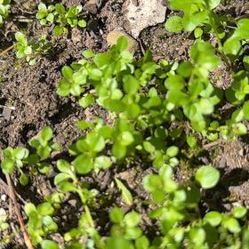 Photo of the plant species Common Water-Starwort by @GrandeeNapaea named Hemingway on Greg, the plant care app