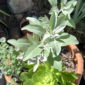 Photo of the plant species White Sage by @GrandeeNapaea named Sir Plancelot on Greg, the plant care app