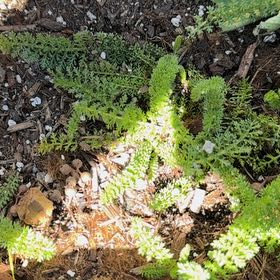 Photo of the plant species Boreal Yarrow by @GrandeeNapaea named Kendall on Greg, the plant care app