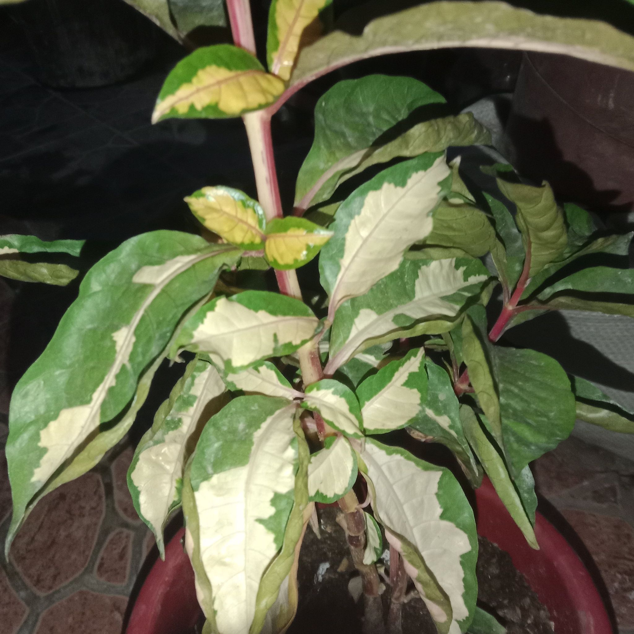 Photo of the plant species Caricature Plant by @ImportantLoquat named Prince on Greg, the plant care app