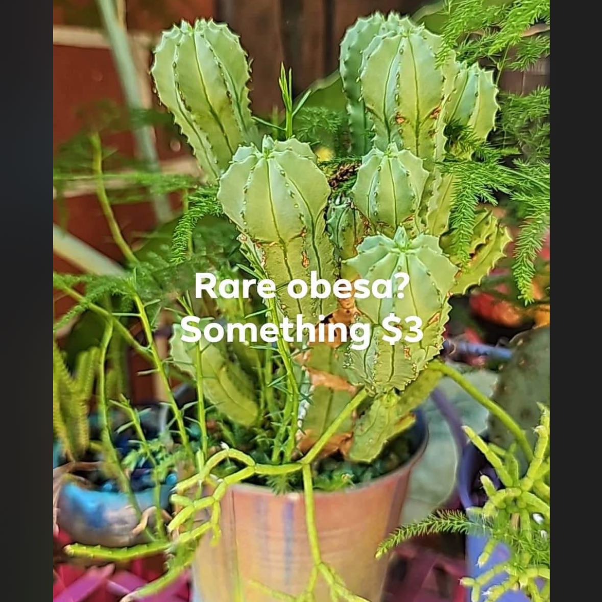 Photo of the plant species Euphorbia Fruticosa by @ChummyErophaca named Sahara on Greg, the plant care app