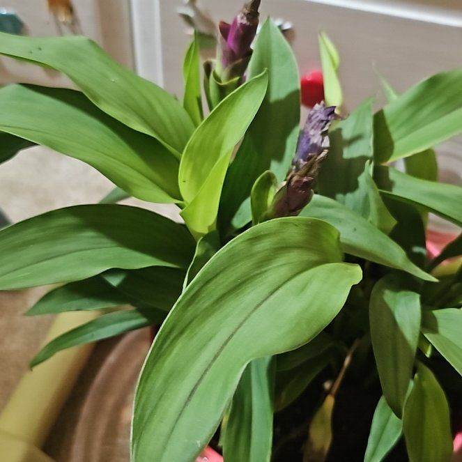 Photo of the plant species Siam Splash Tulip by @ToughBalticivy named Naomi on Greg, the plant care app