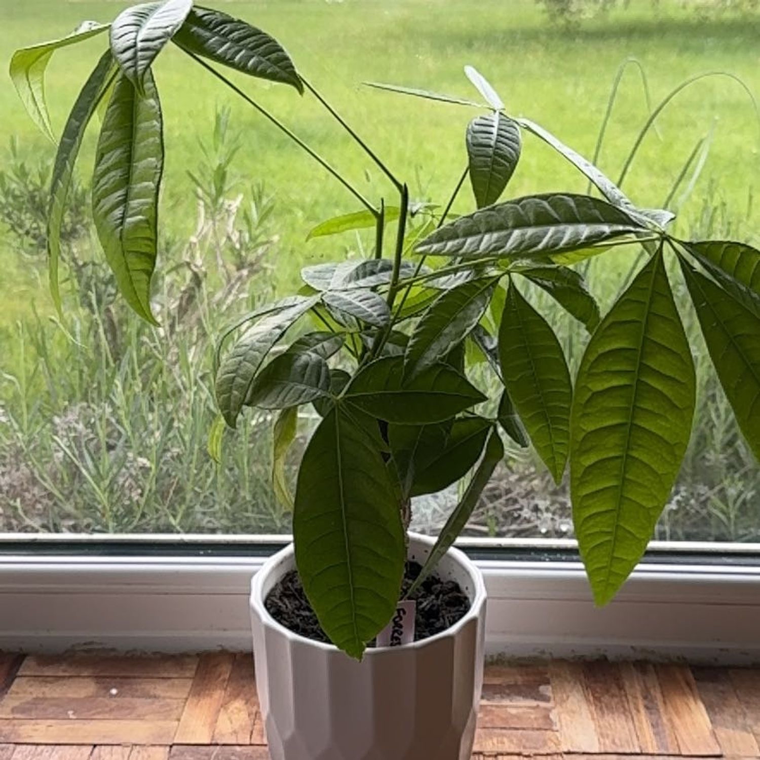 Photo of the plant species Pachira by @FestalTropical named Forrest on Greg, the plant care app