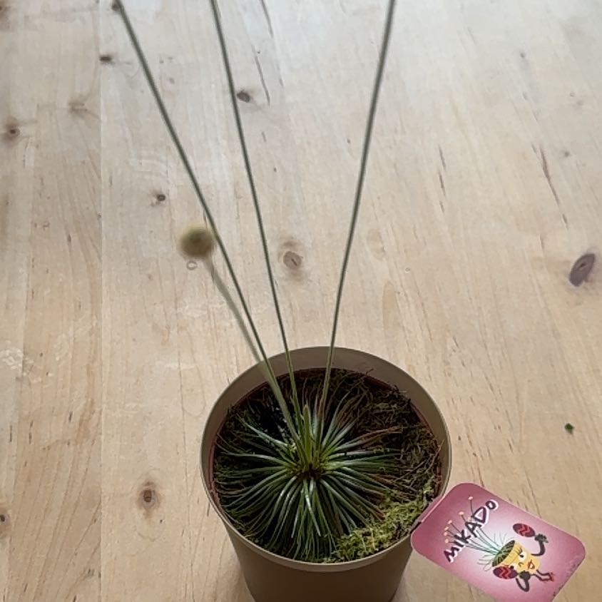 Photo of the plant species Syngonanthus Mikado by @FestalTropical named Mikado on Greg, the plant care app