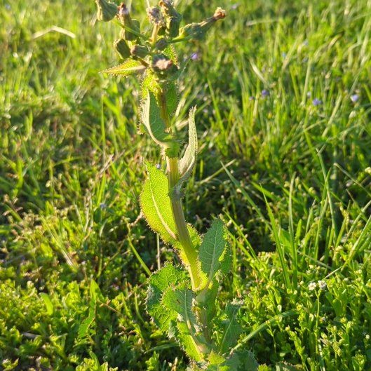 Photo of the plant species Bristly Oxtongue by @AlertJellyplant named Delilah on Greg, the plant care app
