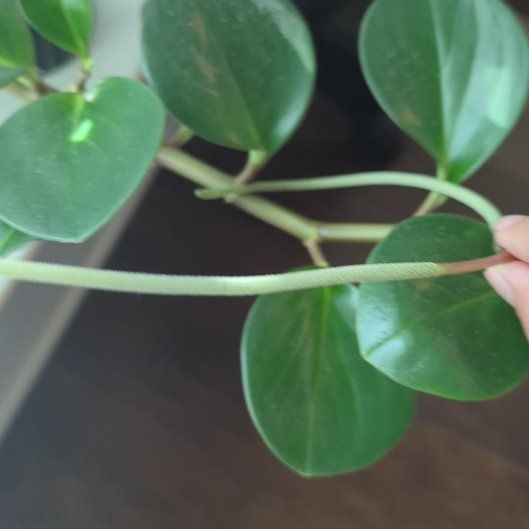 Photo of the plant species Carissa Macrocarpa by @AlertJellyplant named Rosa on Greg, the plant care app