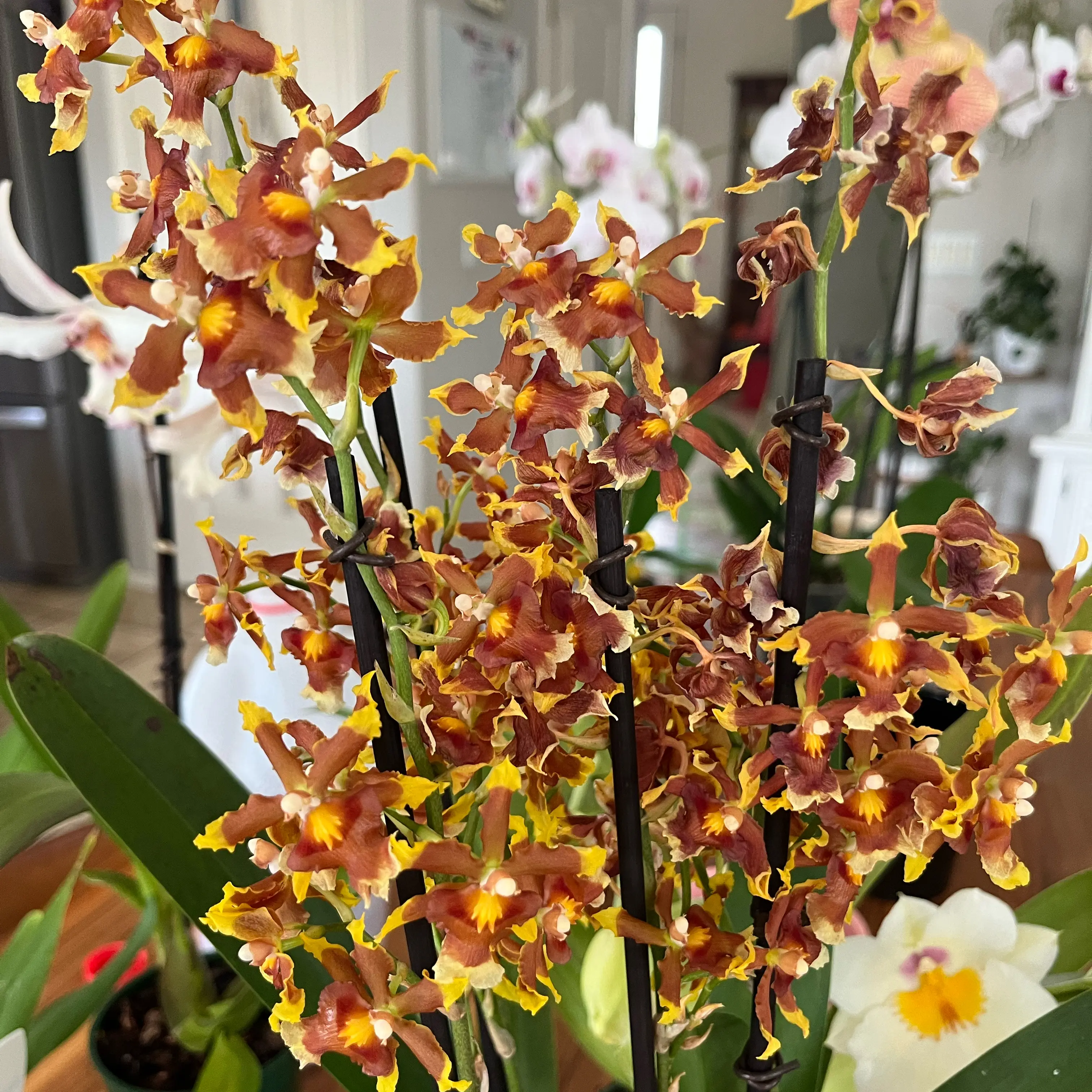 Photo of the plant species Oncostele Catatante by @HisLobster named Fernie Mercury on Greg, the plant care app