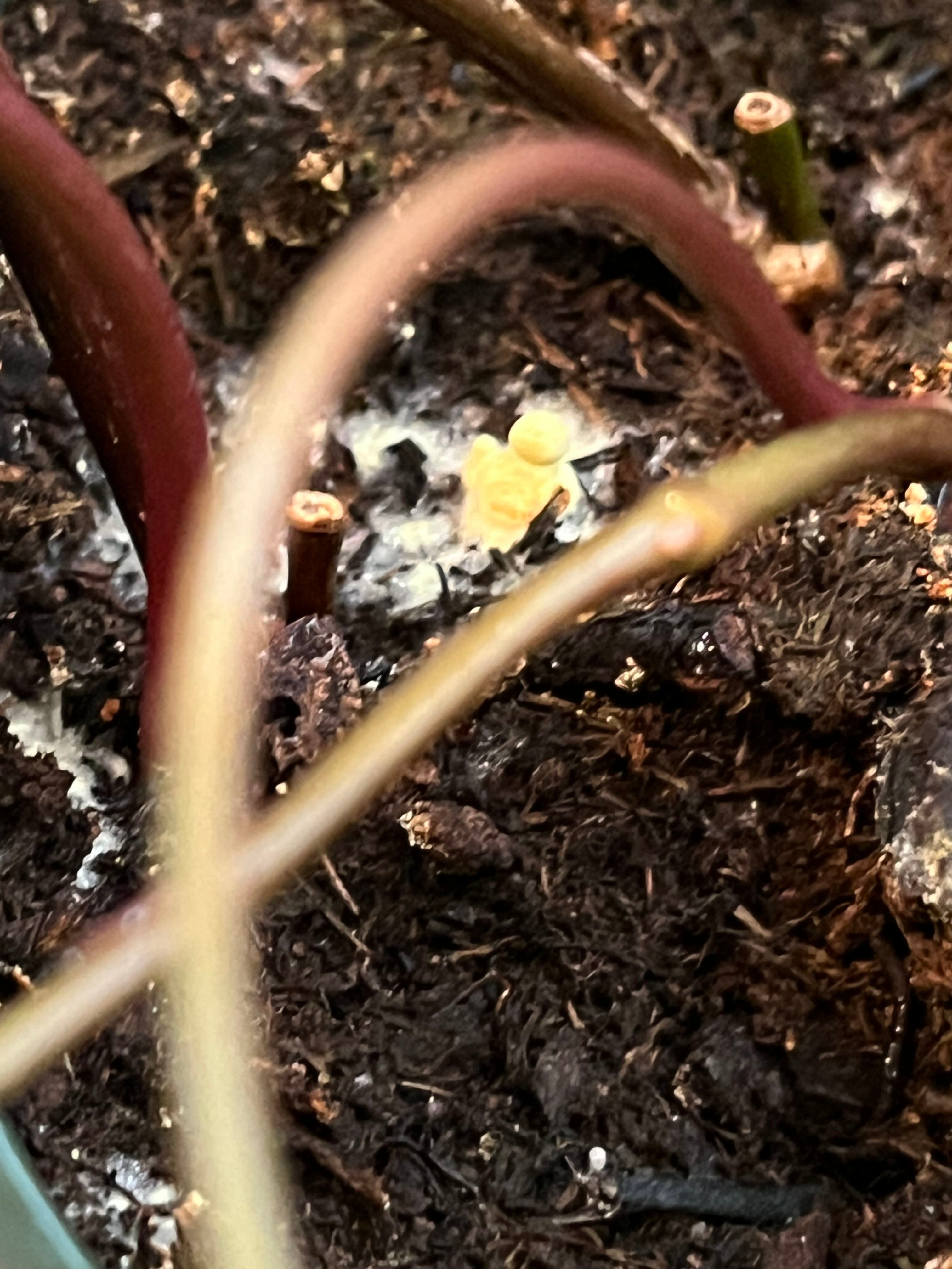 English Ivy 'Funny Girl' Plant Care Water, Light, Nutrients Greg App 🌱