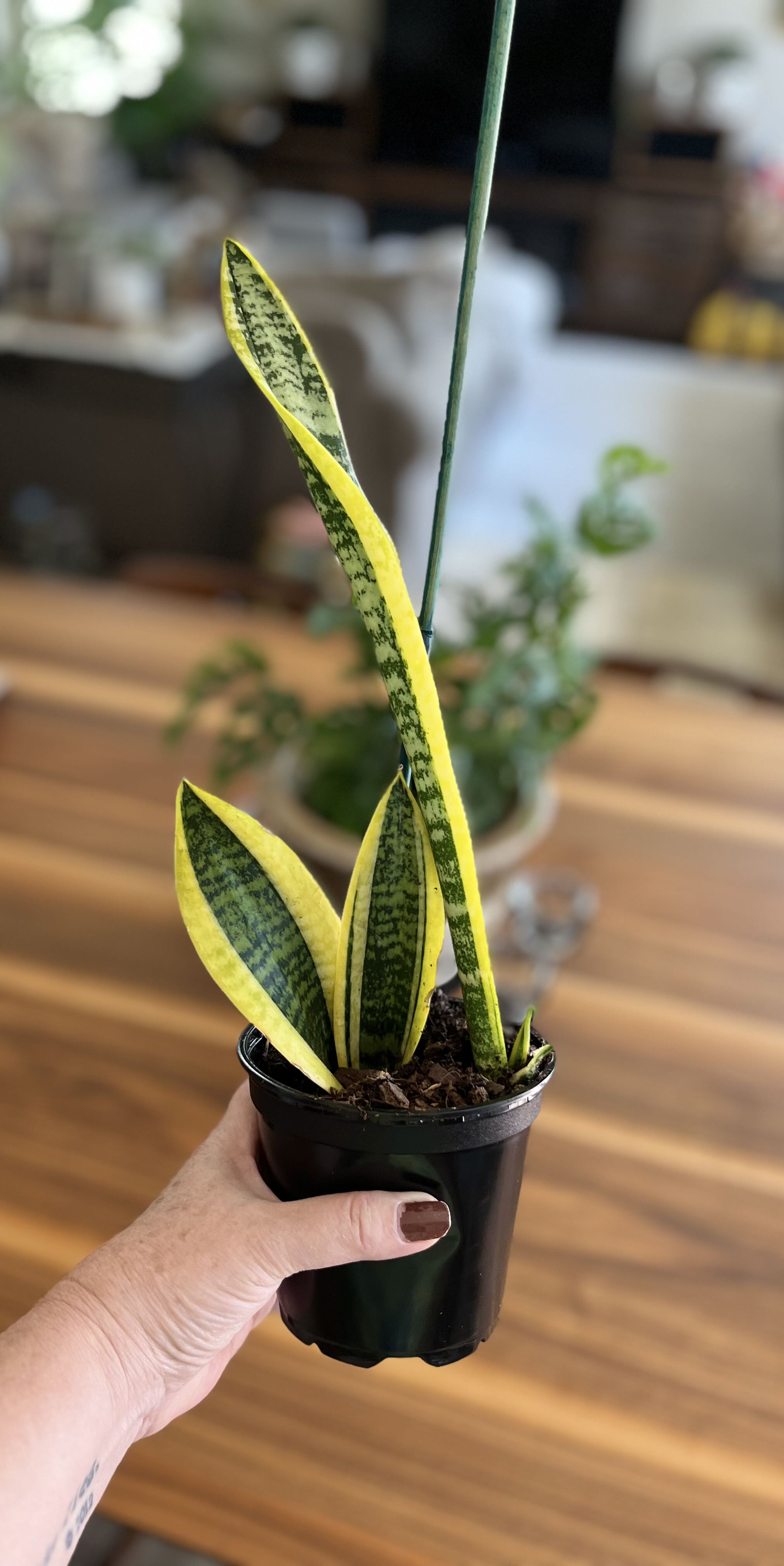Photo from the post