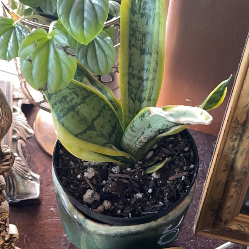 Photo of the plant species Sansevieria Twisted Sister by @HisLobster named Dee on Greg, the plant care app