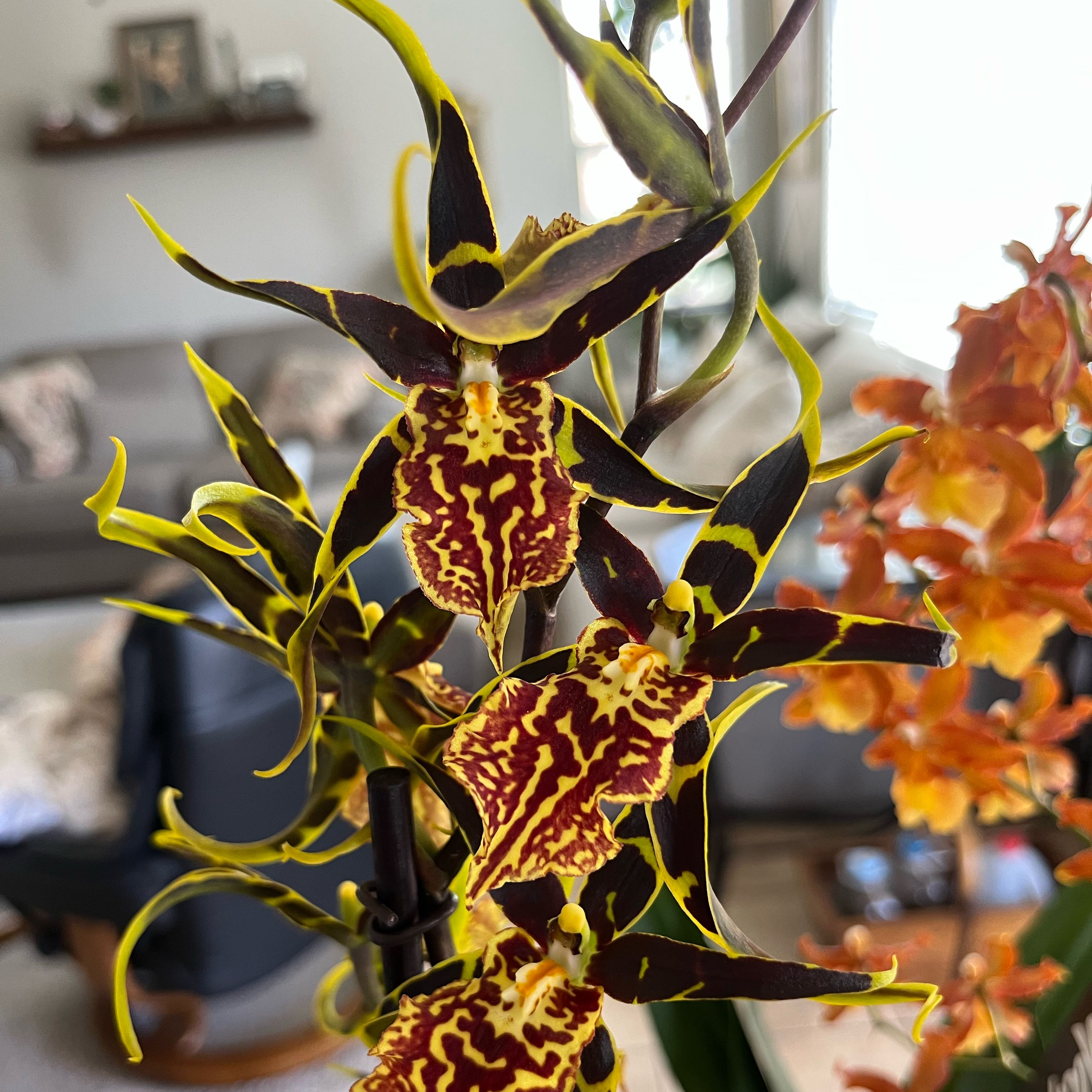 Photo of the plant species Brascidostele 'Gilded Tower Mystic Maze' by @HisLobster named Denali on Greg, the plant care app