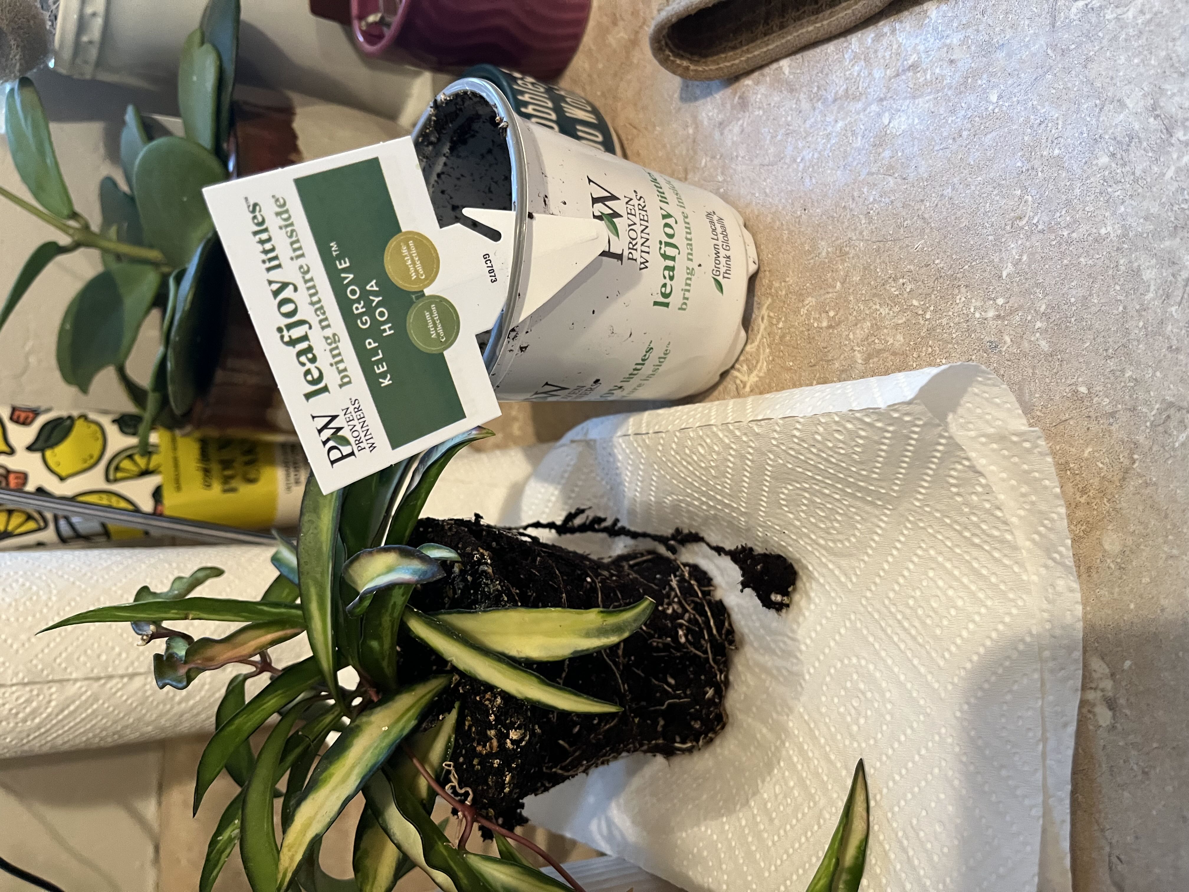 Photo from the post