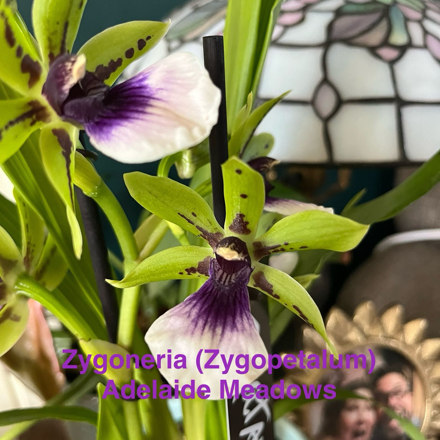 Plant care for Bamboo Orchid on Greg, the plant care app