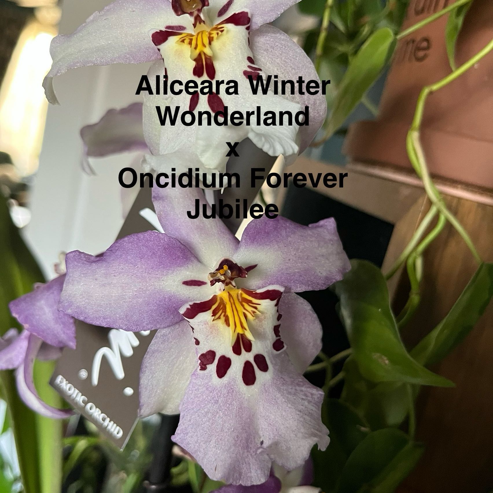 Photo of the plant species Oncidium Forever Jubilee by @HisLobster named Dinah on Greg, the plant care app