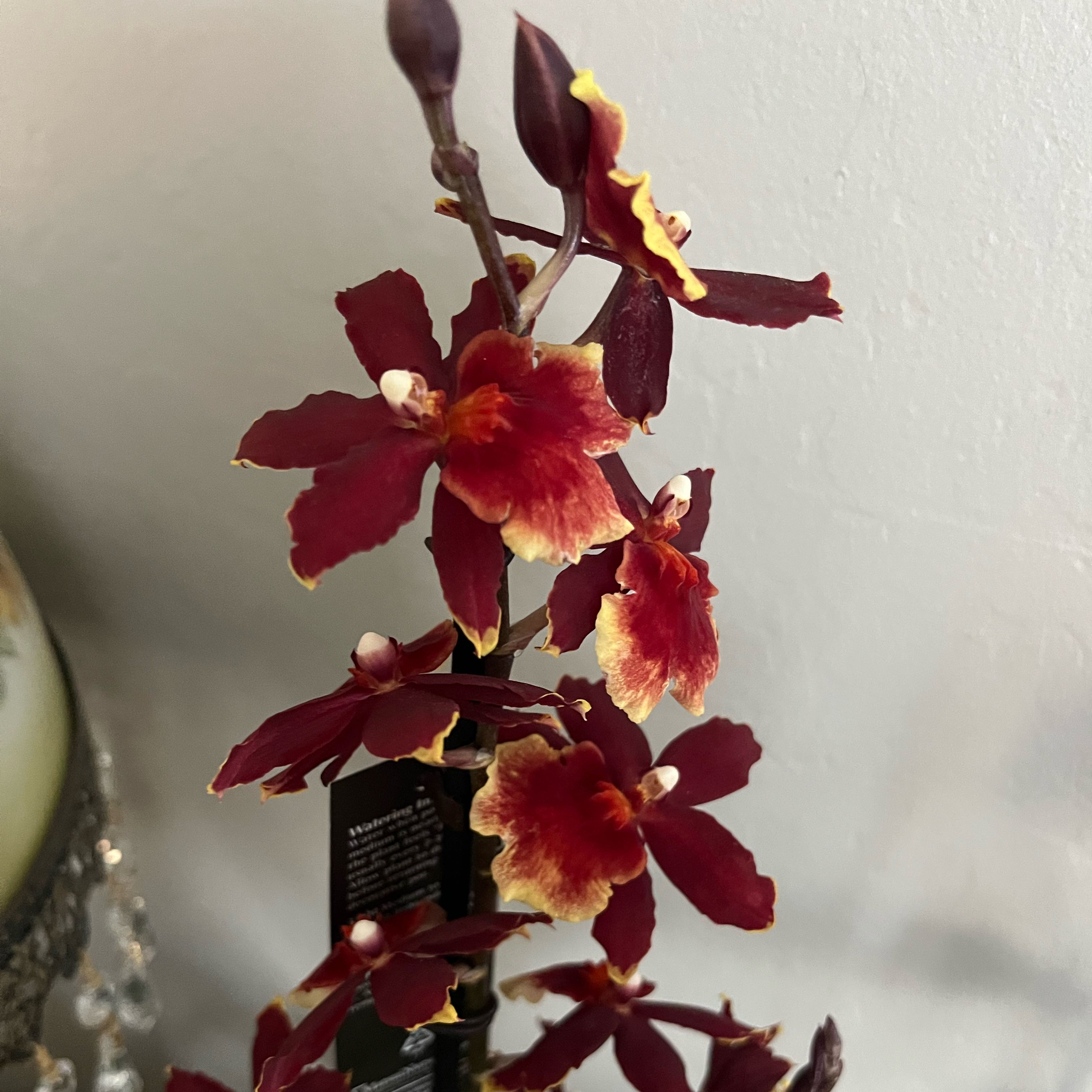 Photo of the plant species Oncostele Catatante by @HisLobster named Orwell (medium flowers) on Greg, the plant care app