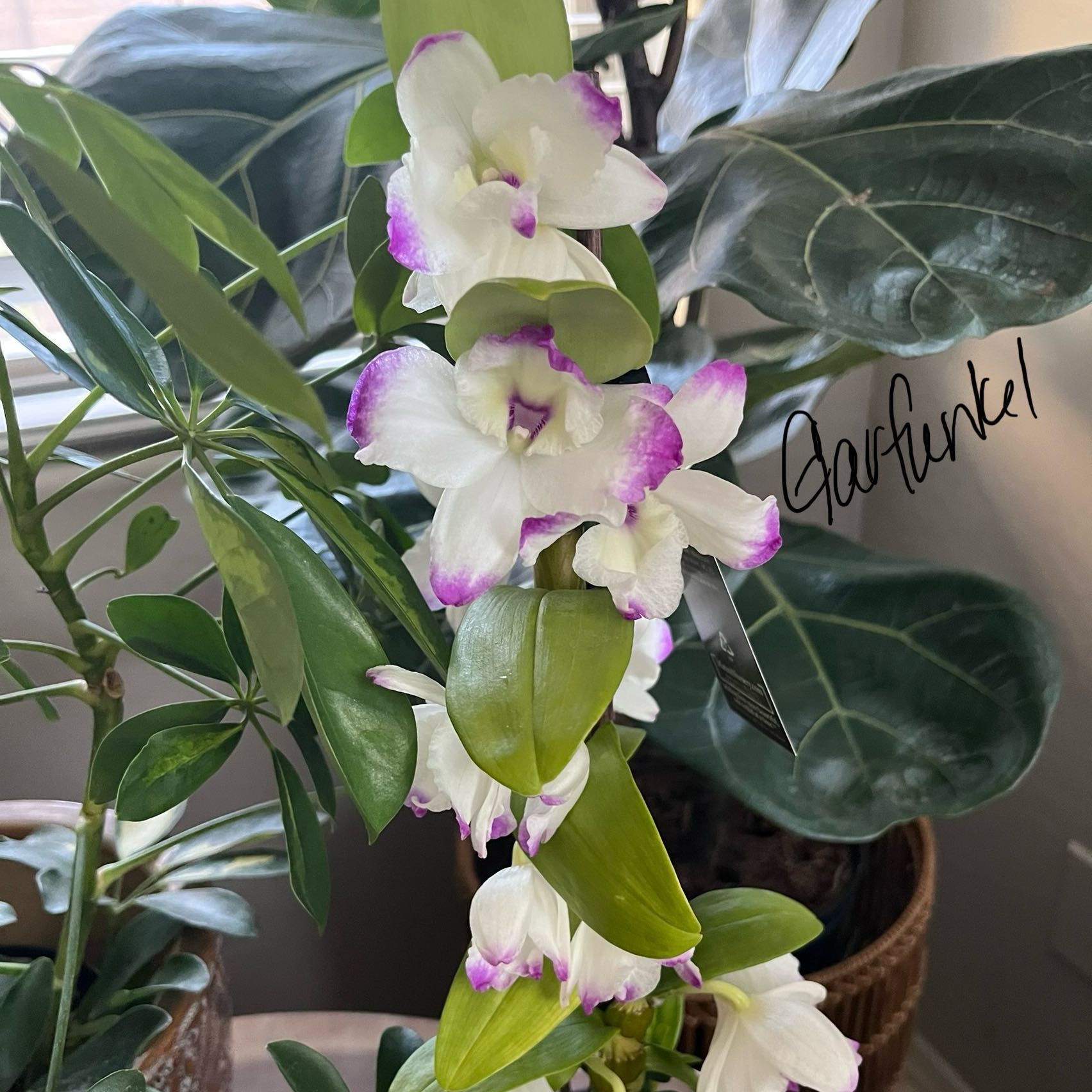 Photo of the plant species Bright Eyes by @HisLobster named Garfunkel on Greg, the plant care app