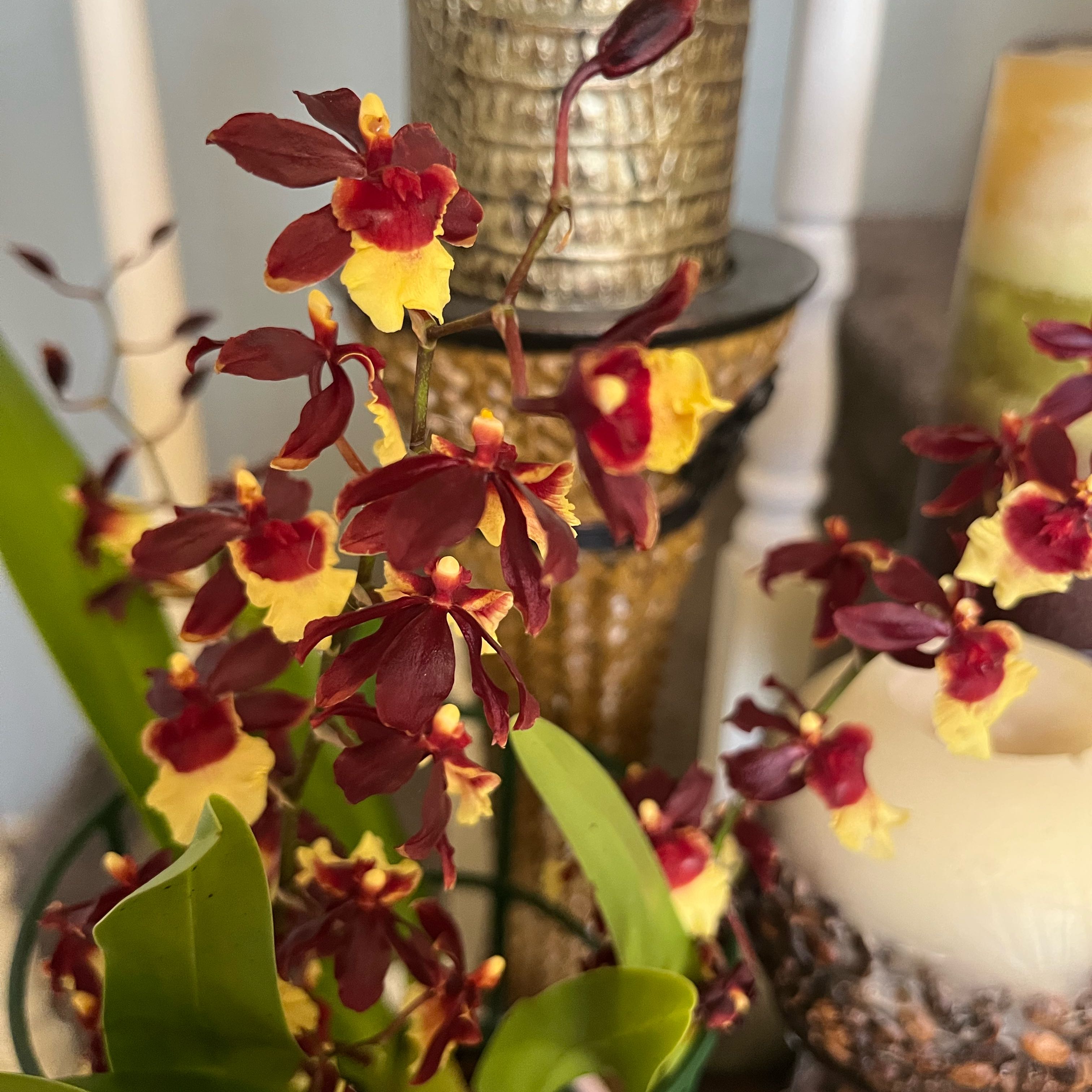 Photo of the plant species Oncostele Catatante by @HisLobster named Achilles (small flowers—twinkle?) on Greg, the plant care app