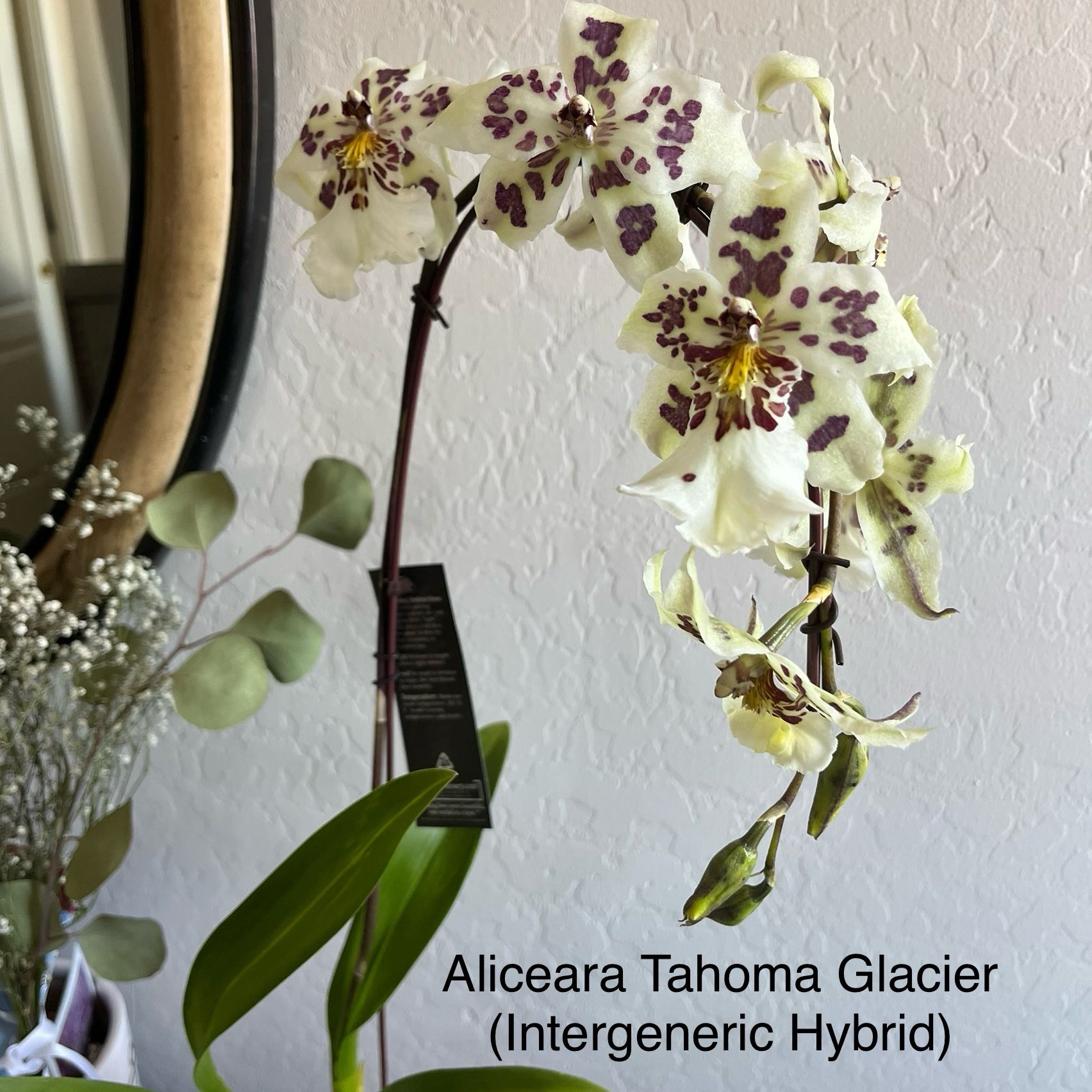 Photo of the plant species Aliceara 'Tahoma Glacier' by @HisLobster named Kilimanjaro on Greg, the plant care app