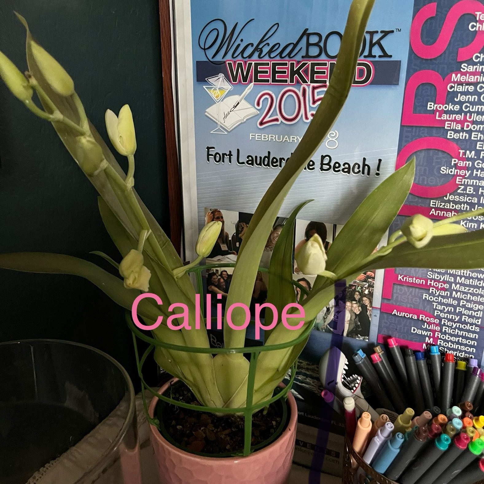 Photo of the plant species Mauna Kea by @HisLobster named Calliope on Greg, the plant care app