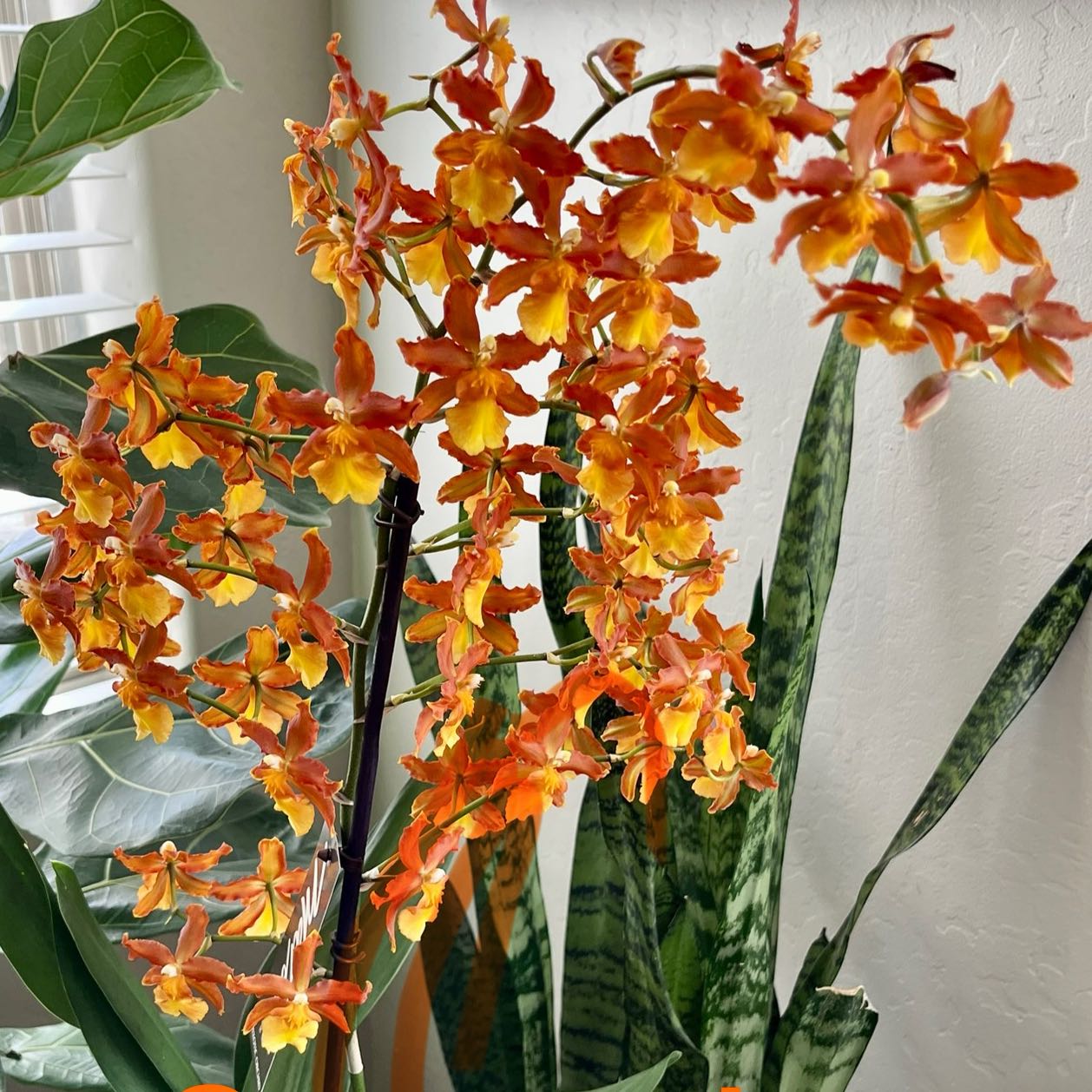 Plant care for Colmanara Masai on Greg, the plant care app