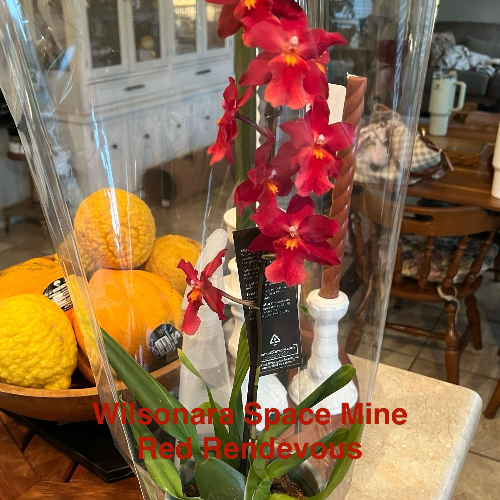 Photo of the plant species Red Rendevous by @HisLobster named Tree Diddy on Greg, the plant care app