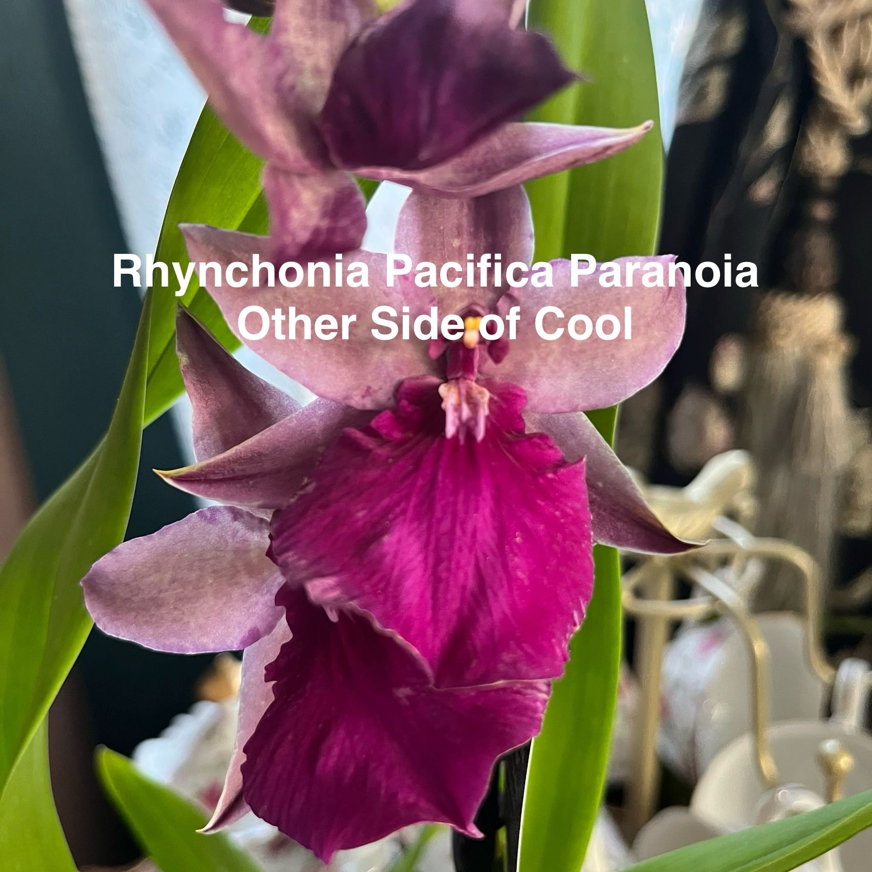 Photo of the plant species Odontonia Pacific Paranoia 'Other Side Of Cool' by @HisLobster named Keanu Leaves on Greg, the plant care app