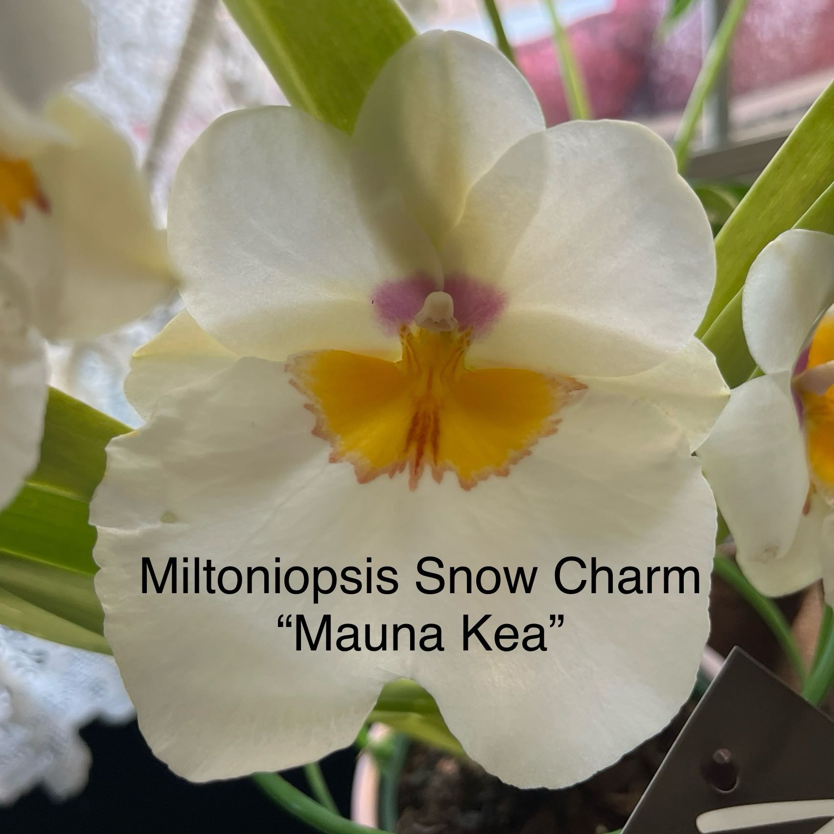 Photo of the plant species Mauna Kea by @HisLobster named Wall-E on Greg, the plant care app