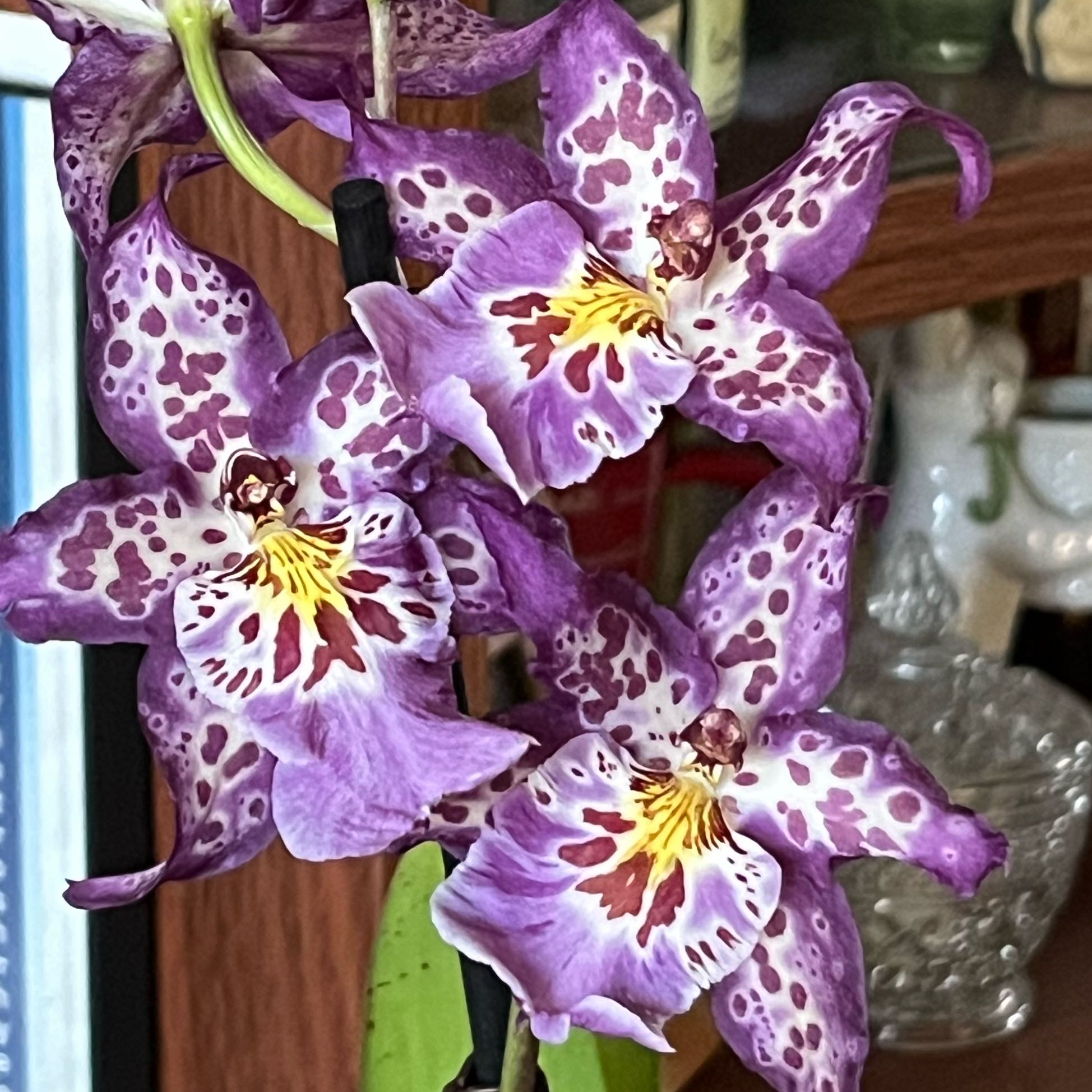 Photo of the plant species Wilhelmara Shibumi 'Purple Rain' by @HisLobster named Prince on Greg, the plant care app